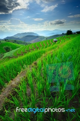 Beautiful Scenery Of Rice Terraces And Mountain Stock Photo