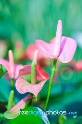 Beautiful Spadix (anthuriums) In The Garden Stock Photo