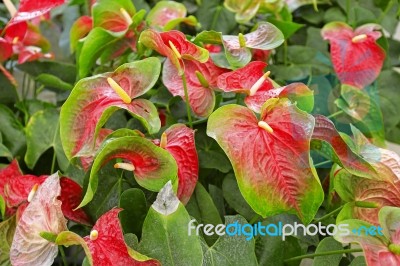 Beautiful Spadix Flower Stock Photo