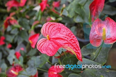 Beautiful Spadix Flower Stock Photo