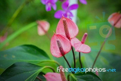 Beautiful Spadix Flowers Stock Photo