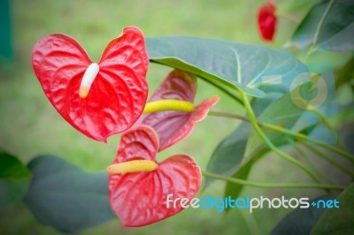 Beautiful Spadix Flowers Stock Photo