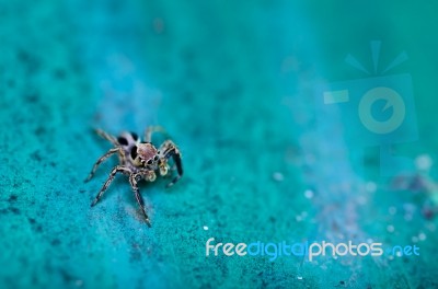 Beautiful Spider On Old Green Wall Stock Photo