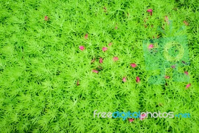 Beautiful Spring Garden Petal Of Pink Flower On Green Grass Back… Stock Photo