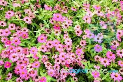 Beautiful Spring Garden Pink Flower Background Stock Photo