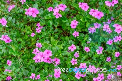 Beautiful Spring Garden Pink Flower Background Stock Photo