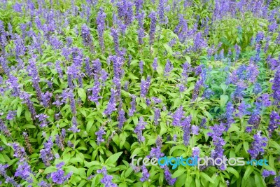 Beautiful Spring Garden Violet Flower Background Stock Photo