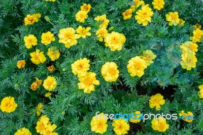 Beautiful Spring Garden Yellow Flower Background Stock Photo