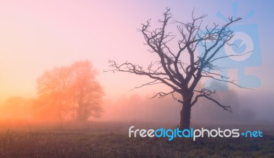 Beautiful Spring Landscape Stock Photo