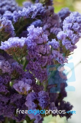 Beautiful Statice Flower Bouquet In The Vase Stock Photo