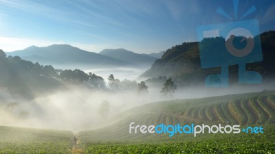 Beautiful Strawberry Farm And Mountaineer Among Mountain And Fog… Stock Photo