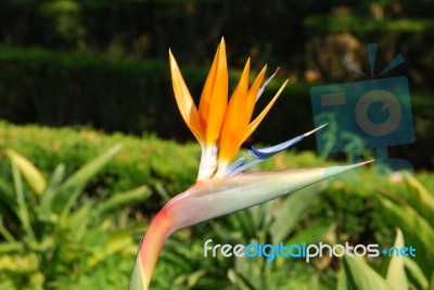 Beautiful Strelitzia Flower Stock Photo