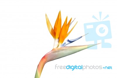 Beautiful Strelitzia Flower (isolated Over White) Stock Photo