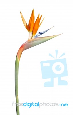 Beautiful Strelitzia Flower (isolated Over White) Stock Photo