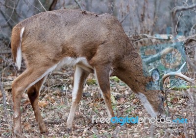 Beautiful Strong Male Deer With Horns Stock Photo