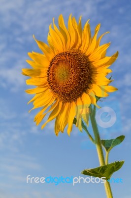 Beautiful Sunflower Stock Photo