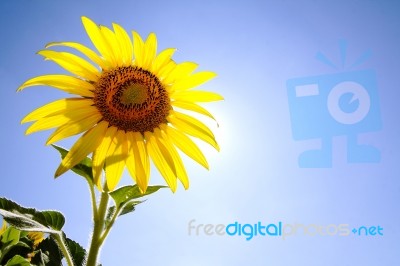 Beautiful Sunflower Stock Photo