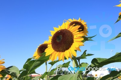 Beautiful Sunflower Stock Photo