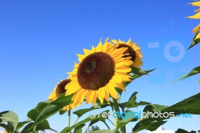 Beautiful Sunflower Stock Photo