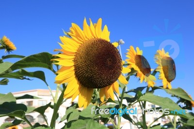 Beautiful Sunflower Stock Photo