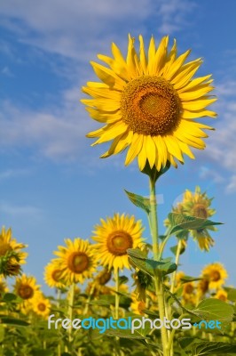 Beautiful Sunflower Stock Photo