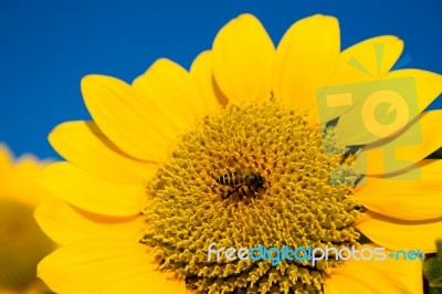 Beautiful Sunflower Against Blue Sky Stock Photo