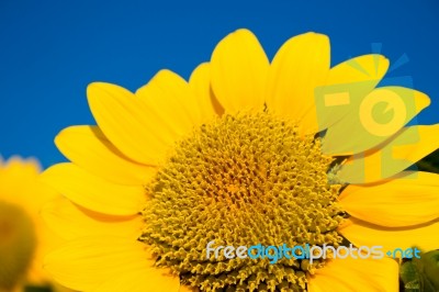 Beautiful Sunflower Against Blue Sky Stock Photo