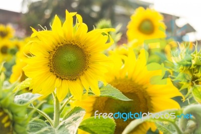 Beautiful Sunflower Plant In Public Garden Stock Photo