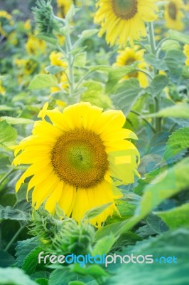 Beautiful Sunflower Plant In Public Garden Stock Photo