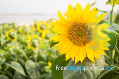 Beautiful Sunflower Plant In Public Garden Stock Photo