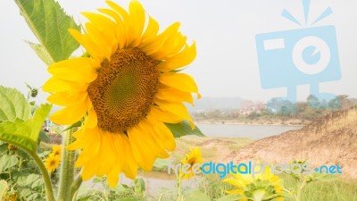 Beautiful Sunflower Plant In Public Garden Stock Photo