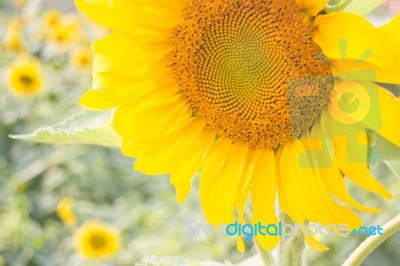 Beautiful Sunflower Plant In Public Garden Stock Photo