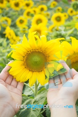 Beautiful Sunflower Plant On Hand Stock Photo