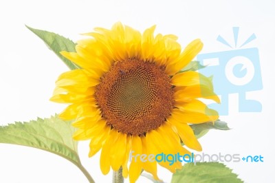 Beautiful Sunflower With Natural Background Stock Photo