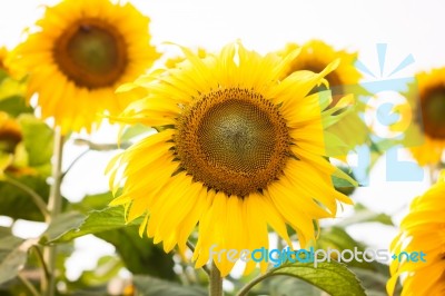 Beautiful Sunflower With Natural Background Stock Photo