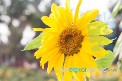 Beautiful Sunflower With Natural Background Stock Photo