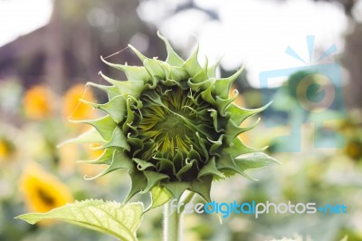 Beautiful Sunflower With Natural Background Stock Photo