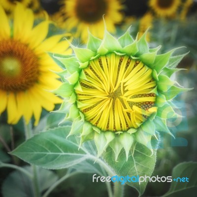 Beautiful Sunflowers Bud Stand Strong On Sunflower Field Background, Stock Photo