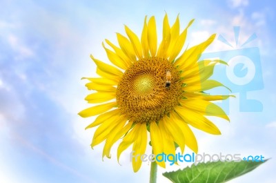 Beautiful Sunflowers Stand Strong With Bee On Bright Blue Sky Background Stock Photo