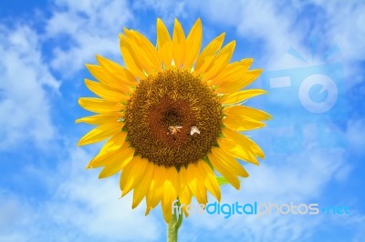 Beautiful Sunflowers  With Bright Blue Sky Stock Photo