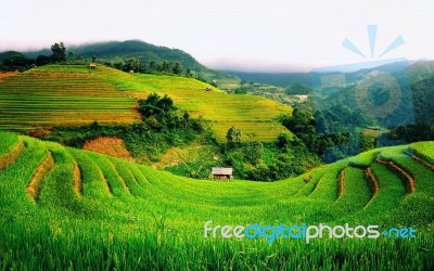 Beautiful Sunrise In Rice Fields Bali Indonesia Stock Photo