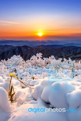 Beautiful Sunrise On Deogyusan Mountains Covered With Snow In Winter,south Korea Stock Photo