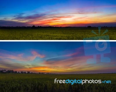 Beautiful Sunset Sky And Rice Field Stock Photo