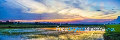 Beautiful Sunset Sky And Rice Field Stock Photo