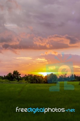 Beautiful Sunset Sky And Rice Field Stock Photo