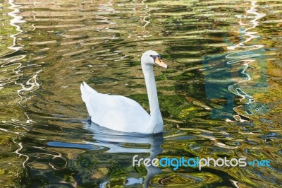 Beautiful Swan Stock Photo