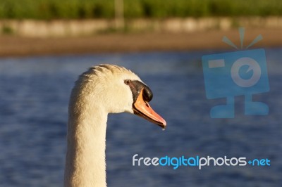 Beautiful Swan Is Looking Somewhere On The Lake Stock Photo