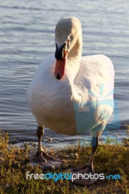 Beautiful Swan On The Sunny Evening Stock Photo