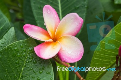 Beautiful Sweet Pink Flower Plumeria And Fresh Green Leaf With R… Stock Photo