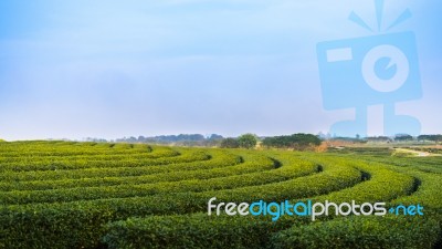 Beautiful Tea Field On Hill Stock Photo